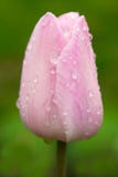 Rosa tulpan efter regn i tr?dg?rden arkivfoton Rosa tulpan efter regn i tr?dg?rden arkivfoton
