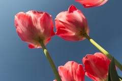 Rosa Tulpen gegen einen blauen Himmel in Amsterdam stockbilder Rosa Tulpen gegen einen blauen Himmel in Amsterdam stockbilder