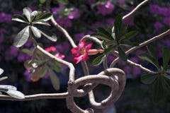 Rosa und rote Blume in Garten Adenium obesum stockfoto Rosa und rote Blume in Garten Adenium obesum stockfoto