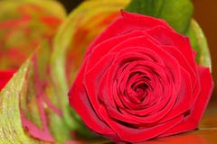 Rosa vermelha em um ramalhete individual imagens de stock Rosa vermelha em um ramalhete individual imagens de stock