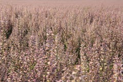 Rosa visa blommor i fältsommarbakgrunden arkivfoton Rosa visa blommor i fältsommarbakgrunden arkivfoton