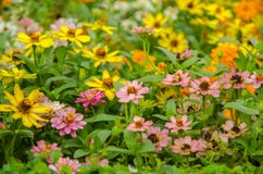 Rosa y amarillo del campo de flores Imágenes de archivo libres de regalías Rosa y amarillo del campo de flores Imágenes de archivo libres de regalías