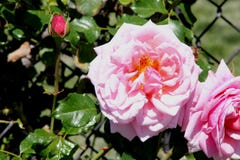 Rosa y x27; Hawaiana, té Rose híbrido trepador Imagen de archivo libre de regalías Rosa y x27; Hawaiana, té Rose híbrido trepador Imagen de archivo libre de regalías