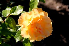Rosa ` Łatwy ` obraz royalty free Rosa ` Łatwy ` obraz royalty free