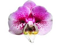 Rosafarbene Orchidee getrennt auf wei?em Hintergrund Eine Blume wie das Gesicht eines Mannes mit einem Schnurrbart lizenzfreie stockfotos Rosafarbene Orchidee getrennt auf wei?em Hintergrund Eine Blume wie das Gesicht eines Mannes mit einem Schnurrbart lizenzfreie stockfotos