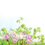 Rosafarbene und weiße Frühlingsblumen lizenzfreie stockfotografie Rosafarbene und weiße Frühlingsblumen lizenzfreie stockfotografie