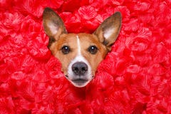 Rosafarbene Valentinsgrüße der Hundeliebe lizenzfreies stockfoto Rosafarbene Valentinsgrüße der Hundeliebe lizenzfreies stockfoto