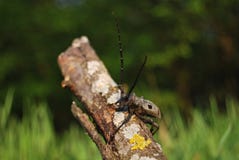 Rosalia alpina 免版税库存图片 Rosalia alpina 免版税库存图片