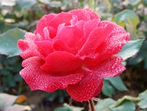 Rosas, as rosas, rosas vermelhas, rosa vermelha de A, flor imagem de stock royalty free Rosas, as rosas, rosas vermelhas, rosa vermelha de A, flor imagem de stock royalty free