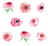 Rosas coloridas dos wildflowers da mola erval floral bonita maravilhosa sofisticada elegante macia com grupo dos botões ilustração royalty free Rosas coloridas dos wildflowers da mola erval floral bonita maravilhosa sofisticada elegante macia com grupo dos botões ilustração royalty free