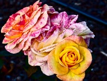 Rosas coloridas em Parnell Rose Garden, Auckland, Nova Zel?ndia foto de stock Rosas coloridas em Parnell Rose Garden, Auckland, Nova Zel?ndia foto de stock