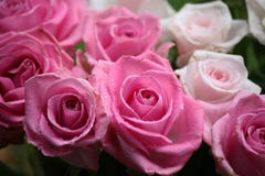 Rosas cor-de-rosa imagem de stock Rosas cor-de-rosa imagem de stock