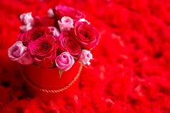 Rosas cor-de-rosa embaladas na caixa e colocadas no fundo vermelho das penas com espaço da cópia fotos de stock Rosas cor-de-rosa embaladas na caixa e colocadas no fundo vermelho das penas com espaço da cópia fotos de stock