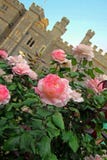 Rosas e castelo do verão Fotos de Stock Royalty Free Rosas e castelo do verão Fotos de Stock Royalty Free