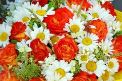 Rosas e margaridas vermelhas Imagens de Stock Rosas e margaridas vermelhas Imagens de Stock