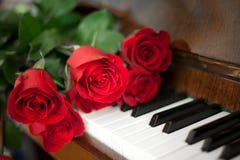 Rosas no piano foto de stock Rosas no piano foto de stock