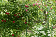 Rosas que suben hermosas en primavera en el jardín Fondo verde imagenes de archivo Rosas que suben hermosas en primavera en el jardín Fondo verde imagenes de archivo