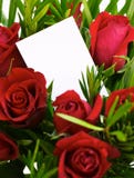 Rosas rojas 1 Rosas rojas 1