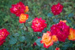 Rosas vermelhas no fundo verde foto de stock royalty free Rosas vermelhas no fundo verde foto de stock royalty free