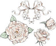 Rosas y cintas, casandose decoraciones ilustración del vector Rosas y cintas, casandose decoraciones ilustración del vector