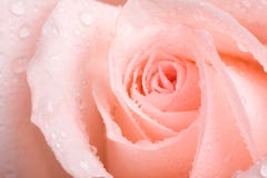Rose Stock Images Rose Stock Images