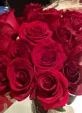 Rose photo libre de droits Rose photo libre de droits