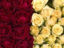 Rose immagini stock Rose immagini stock