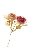 Rose Stock Images Rose Stock Images