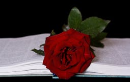 Rose And Book Royalty Free Stock Photos