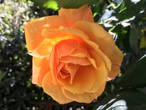 rose arancioni immagine stock libera da diritti rose arancioni immagine stock libera da diritti