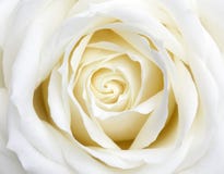 Rose blanche Rose blanche