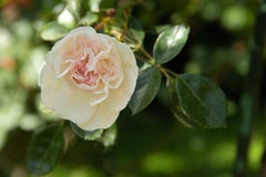 Rose blanche et rose tendre dans un jardin d'été image libre de droits Rose blanche et rose tendre dans un jardin d'été image libre de droits