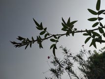 Rose Branch con immagine naturale della foglia la la migliore fotografia stock Rose Branch con immagine naturale della foglia la la migliore fotografia stock