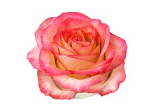 Rose bud isolated on white background. clipart, rose flower.