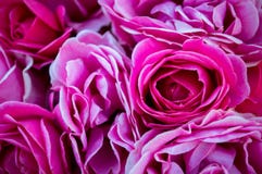 Rose Bush blommade på våren i morgonträdgården arkivbilder Rose Bush blommade på våren i morgonträdgården arkivbilder