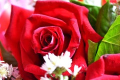 Rose for celebity and for love royalty free stock image Rose for celebity and for love royalty free stock image