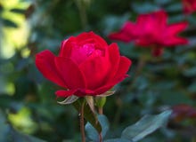 Rose Close Up vermelha - KO da variedade foto de stock Rose Close Up vermelha - KO da variedade foto de stock