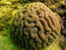 Rose coral