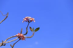 Rose de fleur de Plumeria ou arbre de rose de désert bel sur le fond de ciel Images libres de droits Rose de fleur de Plumeria ou arbre de rose de désert bel sur le fond de ciel Images libres de droits