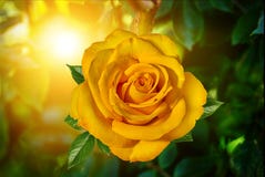 Rose de jaune avec la lumière du soleil et le bokeh abstraits images stock Rose de jaune avec la lumière du soleil et le bokeh abstraits images stock