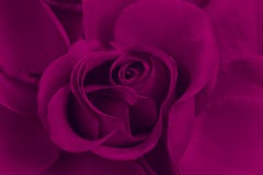 Rose de pourpre Image stock Rose de pourpre Image stock
