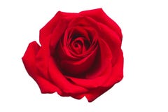 Rose de rouge d'isolement sur le fond blanc photographie stock Rose de rouge d'isolement sur le fond blanc photographie stock