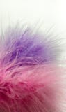 Rose et petit plan rapproché pourpre de plumes sur le fond blanc photos libres de droits Rose et petit plan rapproché pourpre de plumes sur le fond blanc photos libres de droits