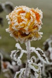 Rose figée Rose figée