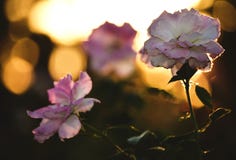 Rose pink flowers at sunset stock photography Rose pink flowers at sunset stock photography
