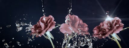 Rose flower in the rain, drops of water shining, vintage, retro effect royalty free stock photography Rose flower in the rain, drops of water shining, vintage, retro effect royalty free stock photography