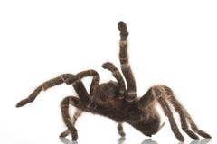 Rose Hair Tarantula royalty free stock photo Rose Hair Tarantula royalty free stock photo