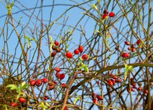 Rose Hip In Bloom royalty-vrije stock afbeelding Rose Hip In Bloom royalty-vrije stock afbeelding