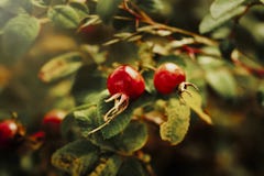 Rose Hips In An English-Haag royalty-vrije stock afbeelding Rose Hips In An English-Haag royalty-vrije stock afbeelding