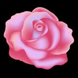 Rose. Illustration de vecteur illustration libre de droits Rose. Illustration de vecteur illustration libre de droits